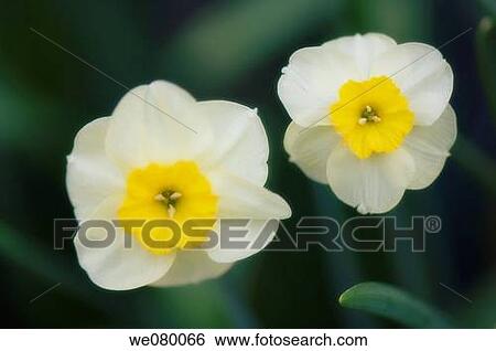 Two Daffodils. Narcissus hybrid. May 2007, Maryland, USA View Large Photo Image Stock Photograph - Two Daffodils. Narcissus hybrid. May 2007, Maryland, USA. Fotosearch