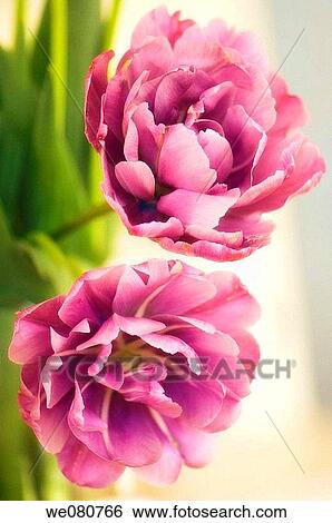 Two Double Lavender Pink Tulips. Tulipa hybrid. April 2008. Maryland, USA. View Large Photo Image Stock Photograph - Two Double Lavender Pink Tulips. Tulipa hybrid. April 2008. Maryland, USA.. Fotosearch
