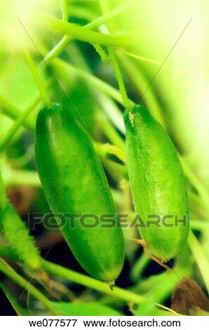 Stock Photo - Two Growing Cucumbers. Cucumis sativus. July 2007, Maryland, USA. Fotosearch