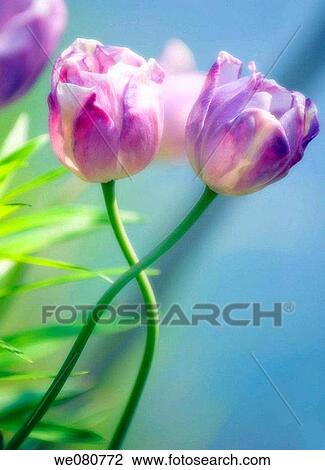 Two Lavender Tulips Intertwined. Tulipa hybrid. April 2007. Maryland, USA. View Large Photo Image Stock Image - Two Lavender Tulips Intertwined. Tulipa hybrid. April 2007. Maryland, USA.. Fotosearch