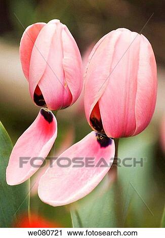Two of a Kind. Tulipa hybrid. April 2007. Maryland, USA. View Large Photo Image Stock Image - Two of a Kind. Tulipa hybrid. April 2007. Maryland, USA.. Fotosearch