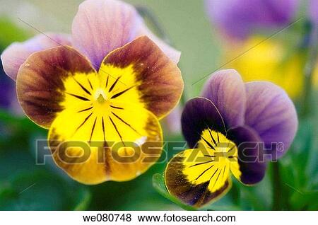 Two Pansy Flowers. Viola x wittrockiana. April 2008. Maryland, USA. View Large Photo Image Stock Photo - Two Pansy Flowers. Viola x wittrockiana. April 2008. Maryland, USA.. Fotosearch