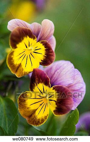 Two Pansy Flowers. Viola x wittrockiana. April 2008. Maryland, USA. View Large Photo Image Stock Photo - Two Pansy Flowers. Viola x wittrockiana. April 2008. Maryland, USA.. Fotosearch