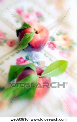 Two Peaches. Prunus persica. August 2006, Maryland, USA View Large Photo Image Stock Photograph - Two Peaches. Prunus persica. August 2006, Maryland, USA. Fotosearch