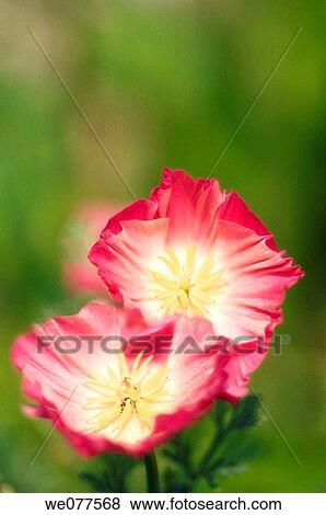 Two Pink California Poppies. Eschscholzia californica. July 2007, Maryland, USA View Large Photo Image Stock Photo - Two Pink California Poppies. Eschscholzia californica. July 2007, Maryland, USA. Fotosearch