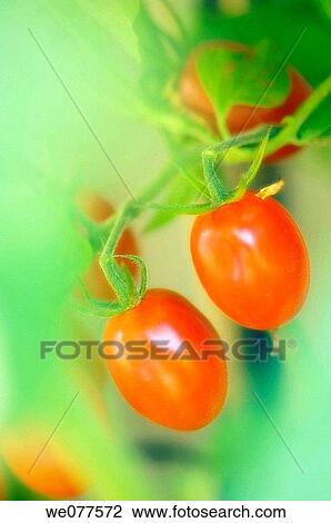 Two Red Cherry Tomatoes. Solanum lycopersicon. July 2007, Maryland, USA View Large Photo Image Stock Image - Two Red Cherry Tomatoes. Solanum lycopersicon. July 2007, Maryland, USA. Fotosearch