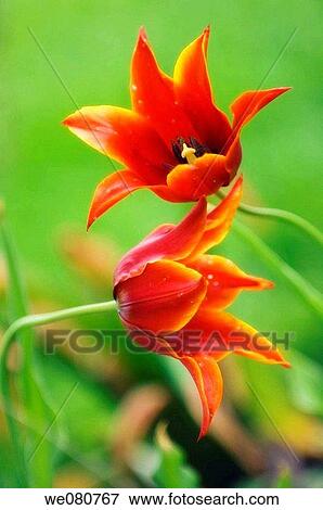 Two Red Lily Flowering Tulips. Tulipa hybrid. April 2007. Maryland, USA. View Large Photo Image Stock Photo - Two Red Lily Flowering Tulips. Tulipa hybrid. April 2007. Maryland, USA.. Fotosearch
