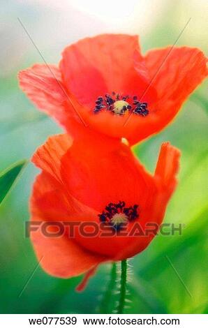 Two Red Poppy Flowers. Papaver rhoeas. April 2007, Maryland, USA View Large Photo Image Stock Photo - Two Red Poppy Flowers. Papaver rhoeas. April 2007, Maryland, USA. Fotosearch