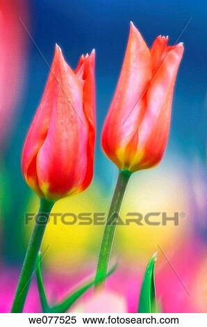 Two Red Tulips. Tulipa hybrid. April 2007, Maryland, USA View Large Photo Image Stock Photography - Two Red Tulips. Tulipa hybrid. April 2007, Maryland, USA. Fotosearch