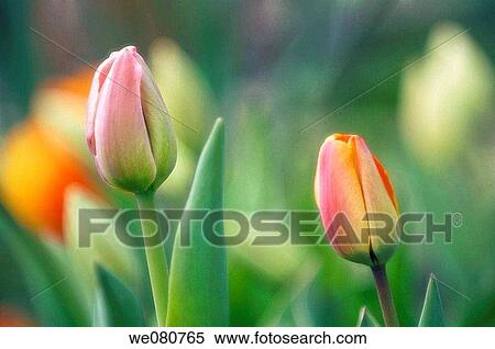 Two Similar Tulip Buds About to Open. Tulipa hybrid. April 2007. Maryland, USA. View Large Photo Image Stock Photography - Two Similar Tulip Buds About to Open. Tulipa hybrid. April 2007. Maryland, USA.. Fotosearch