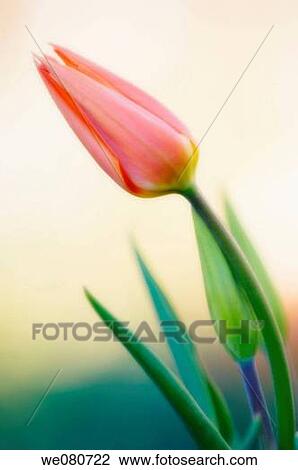 Two Tulip Buds Touching. Tulipa hybrid. April 2007. Maryland, USA. View Large Photo Image Stock Image - Two Tulip Buds Touching. Tulipa hybrid. April 2007. Maryland, USA.. Fotosearch