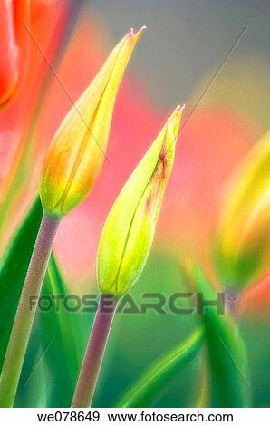 Stock Photo - Two Tulip Buds. Tulipa hybrid. April 2007, Maryland, USA. Fotosearch