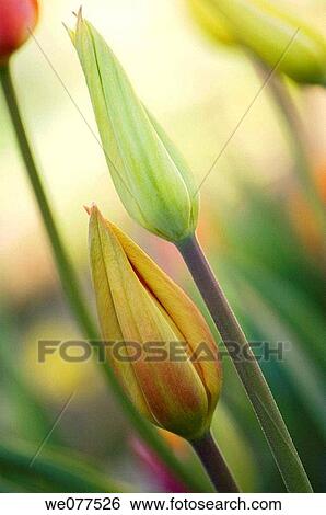 Two Tulip Buds. Tulipa hybrid. April 2007, Maryland, USA View Large Photo Image Stock Photograph - Two Tulip Buds. Tulipa hybrid. April 2007, Maryland, USA. Fotosearch