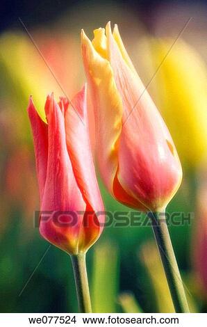 Two Tulips. Tulipa hybrid. April 2007, Maryland, USA View Large Photo Image Picture - Two Tulips. Tulipa hybrid. April 2007, Maryland, USA. Fotosearch