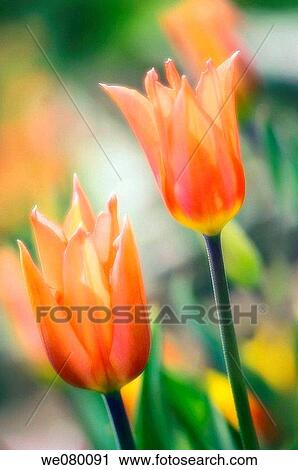 Two Tulips. Tulipa hybrid. April 2007, Maryland, USA View Large Photo Image Stock Image - Two Tulips. Tulipa hybrid. April 2007, Maryland, USA. Fotosearch