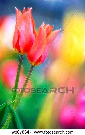 Two Tulips. Tulipa hybrid. April 2007, Maryland, USA View Large Photo Image Stock Photo - Two Tulips. Tulipa hybrid. April 2007, Maryland, USA. Fotosearch
