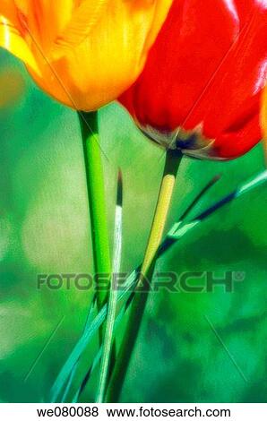 Two Tulips. Tulipa hybrid. April 2007, Maryland, USA View Large Photo Image Stock Photo - Two Tulips. Tulipa hybrid. April 2007, Maryland, USA. Fotosearch