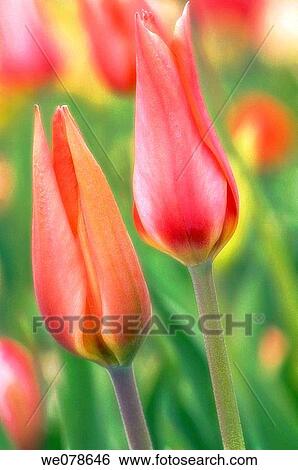 Two Tulips. Tulipa hybrid. April 2007, Maryland, USA View Large Photo Image Stock Photograph - Two Tulips. Tulipa hybrid. April 2007, Maryland, USA. Fotosearch
