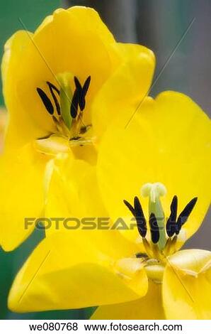 Two Yellow Ageing Tulip Blooms. Tulipa hybrid. April 2007. Maryland, USA. View Large Photo Image Stock Photo - Two Yellow Ageing Tulip Blooms. Tulipa hybrid. April 2007. Maryland, USA.. Fotosearch