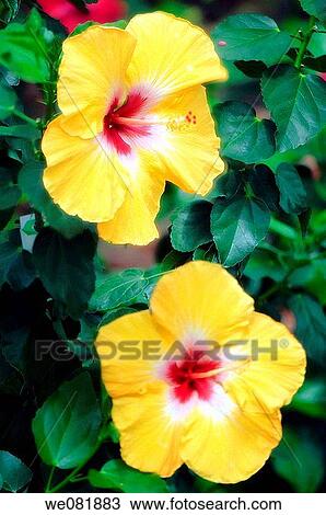 Two Yellow China Rose Blooms. Hibiscus hybrid. May 2008. Maryland, USA. View Large Photo Image Stock Image - Two Yellow China Rose Blooms. Hibiscus hybrid. May 2008. Maryland, USA.. Fotosearch