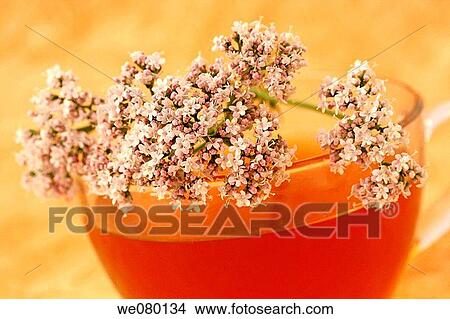 Picture - Valerian (Valeriana officinalis) infusion. Fotosearch