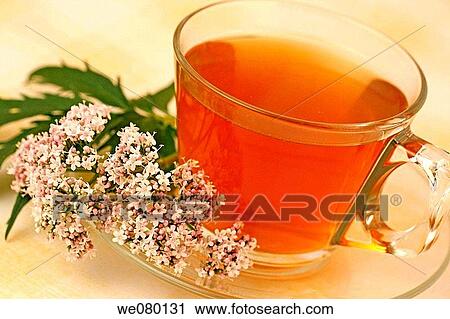 Valerian (Valeriana officinalis) infusion View Large Photo Image Stock Image - Valerian (Valeriana officinalis) infusion. Fotosearch
