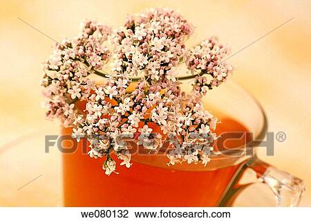Valerian (Valeriana officinalis) infusion View Large Photo Image Stock Image - Valerian (Valeriana officinalis) infusion. Fotosearch