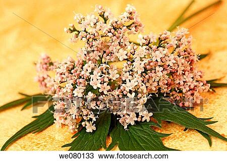 Stock Image - Valerian (Valeriana officinalis). Fotosearch