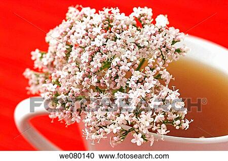 Valerian (Valeriana officinalis) infusion View Large Photo Image Stock Image - Valerian (Valeriana officinalis) infusion. Fotosearch