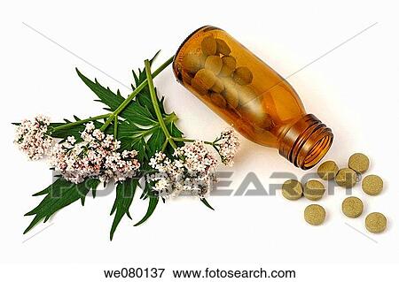 Valerian (Valeriana officinalis) View Large Photo Image Stock Photo - Valerian (Valeriana officinalis). Fotosearch