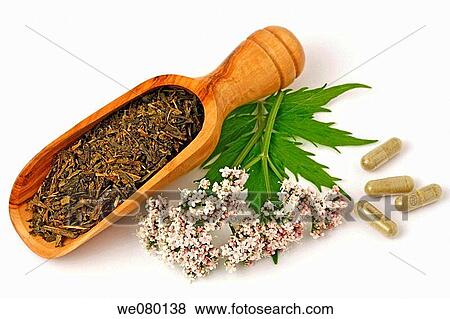 Valerian (Valeriana officinalis) View Large Photo Image Stock Photo - Valerian (Valeriana officinalis). Fotosearch