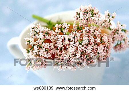 Valerian (Valeriana officinalis) infusion View Large Photo Image Stock Photo - Valerian (Valeriana officinalis) infusion. Fotosearch