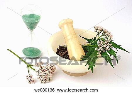 Valerian (Valeriana officinalis) View Large Photo Image Stock Photograph - Valerian (Valeriana officinalis). Fotosearch