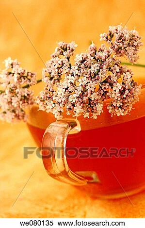 Valerian (Valeriana officinalis) infusion View Large Photo Image Stock Photography - Valerian (Valeriana officinalis) infusion. Fotosearch