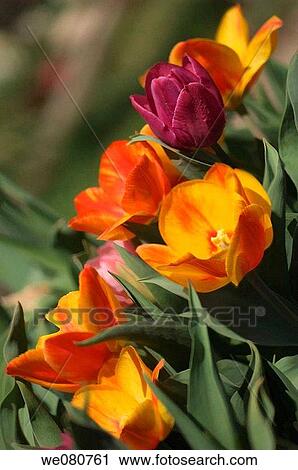 Stock Image - Variety of Tulips in Bloom. Tulipa hybrid. April 2007. Maryland, USA.. Fotosearch