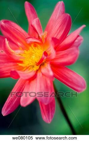 Vivid Pink Dahlia Bloom. November 2007, Maryland, USA View Large Photo Image Stock Photography - Vivid Pink Dahlia Bloom. November 2007, Maryland, USA. Fotosearch