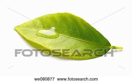 Water drop on leaf View Large Photo Image Stock Photo - Water drop on leaf. Fotosearch