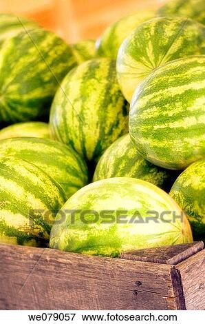 Watermelons on Farmer Market. Citrullus lanatus. July 2007, Maryland, USA View Large Photo Image Stock Photo - Watermelons on Farmer Market. Citrullus lanatus. July 2007, Maryland, USA. Fotosearch