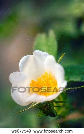 Whire Rose and a Bud. Rosa hybrid. May 2007, Maryland, USA View Large Photo Image Stock Photo - Whire Rose and a Bud. Rosa hybrid. May 2007, Maryland, USA. Fotosearch