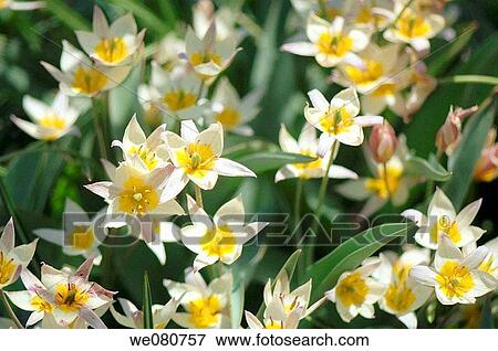 White and Yellow Species Tulips in Bloom. Tulipa turkestanica. April 2007. Maryland, USA. View Large Photo Image Stock Photo - White and Yellow Species Tulips in Bloom. Tulipa turkestanica. April 2007. Maryland, USA.. Fotosearch