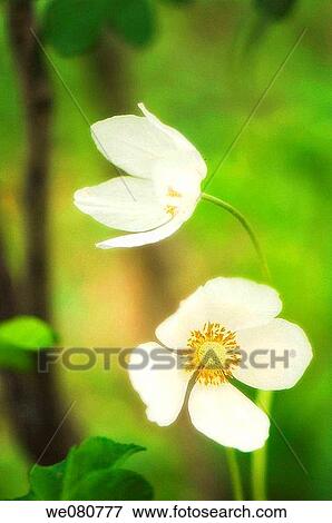White Anemone Poppies. Anemone nemorosa. May 2007. Maryland, USA. View Large Photo Image Stock Photo - White Anemone Poppies. Anemone nemorosa. May 2007. Maryland, USA.. Fotosearch