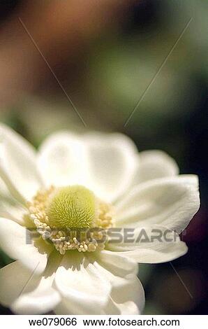 White Anemone Poppy. Anemone coronaria. March 2007, South Carolina, USA View Large Photo Image Stock Photograph - White Anemone Poppy. Anemone coronaria. March 2007, South Carolina, USA. Fotosearch