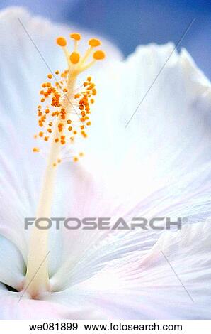 White China Rose. Hibiscus hybrid. DEcember 2006. Maryland, USA. View Large Photo Image Stock Photo - White China Rose. Hibiscus hybrid. DEcember 2006. Maryland, USA.. Fotosearch