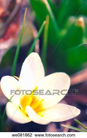 White Crocus. Crocus biflorus? Purity?. March 2007. Maryland, USA. View Large Photo Image Stock Image - White Crocus. Crocus biflorus? Purity?. March 2007. Maryland, USA.. Fotosearch