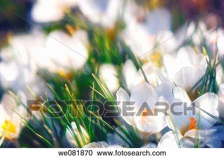 White Crocus Flowers. Crocus biflorus? Purity?. March 2007. Maryland, USA. View Large Photo Image Stock Image - White Crocus Flowers. Crocus biflorus? Purity?. March 2007. Maryland, USA.. Fotosearch