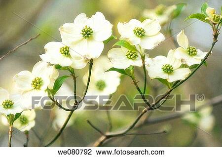 White Dogwood Blossom. Cornus florida. March 2007. Maryland, USA. View Large Photo Image Stock Image - White Dogwood Blossom. Cornus florida. March 2007. Maryland, USA.. Fotosearch