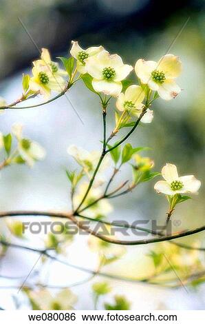 White Dogwood Blossom. Cornus florida. March 2007, South Carolina, USA View Large Photo Image Stock Photograph - White Dogwood Blossom. Cornus florida. March 2007, South Carolina, USA. Fotosearch