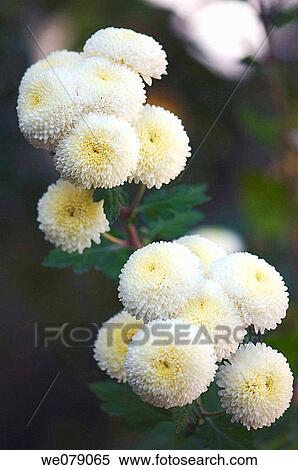 White Pompom Chrysanthemum. Dendranthema grandiflora. November 2007, Maryland, USA View Large Photo Image Stock Photography - White Pompom Chrysanthemum. Dendranthema grandiflora. November 2007, Maryland, USA. Fotosearch