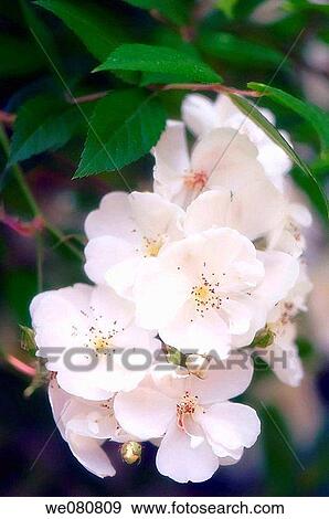 White Rose Flower Cluster. Rosa multiflora. May 2008. Maryland, USA. View Large Photo Image Stock Photo - White Rose Flower Cluster. Rosa multiflora. May 2008. Maryland, USA.. Fotosearch