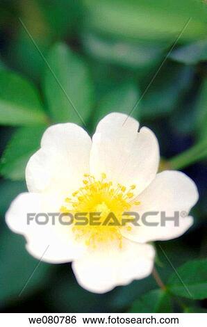 White Single Rose Flower. Rosa hybrid. May 2007. Maryland, USA. View Large Photo Image Stock Photograph - White Single Rose Flower. Rosa hybrid. May 2007. Maryland, USA.. Fotosearch